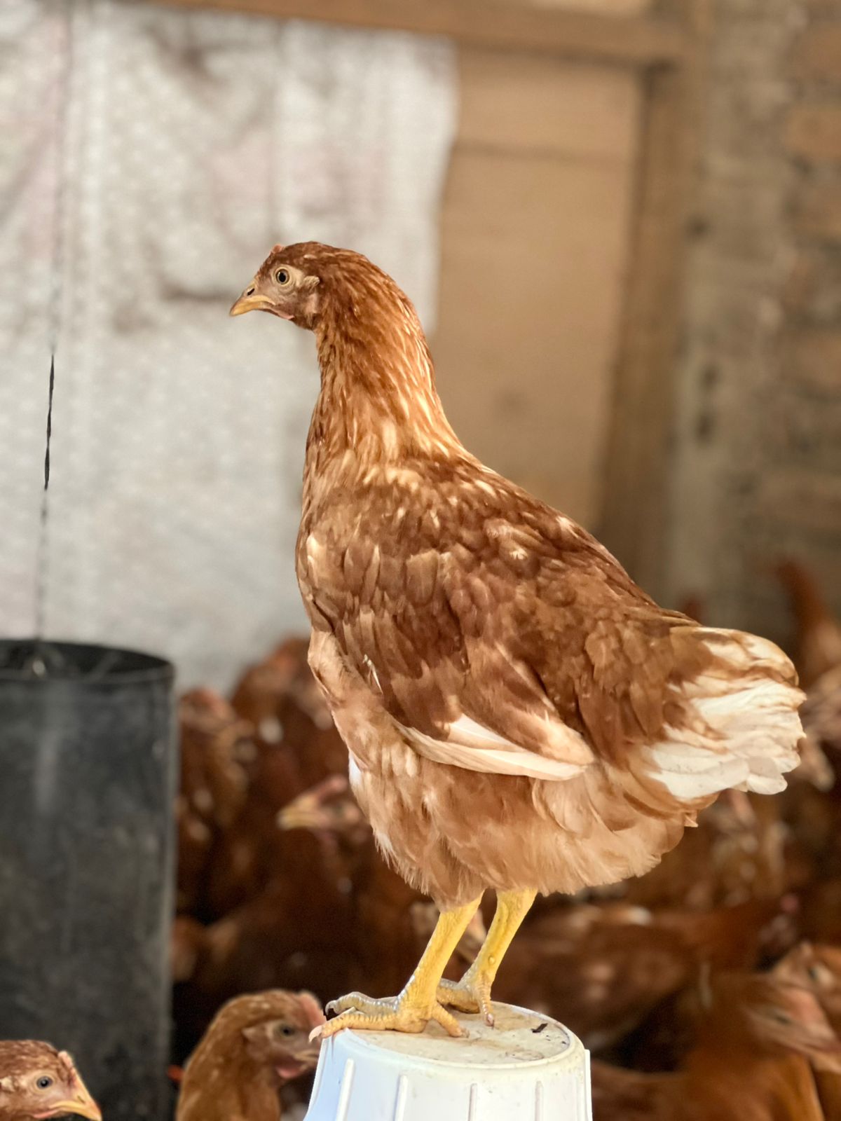 pollita